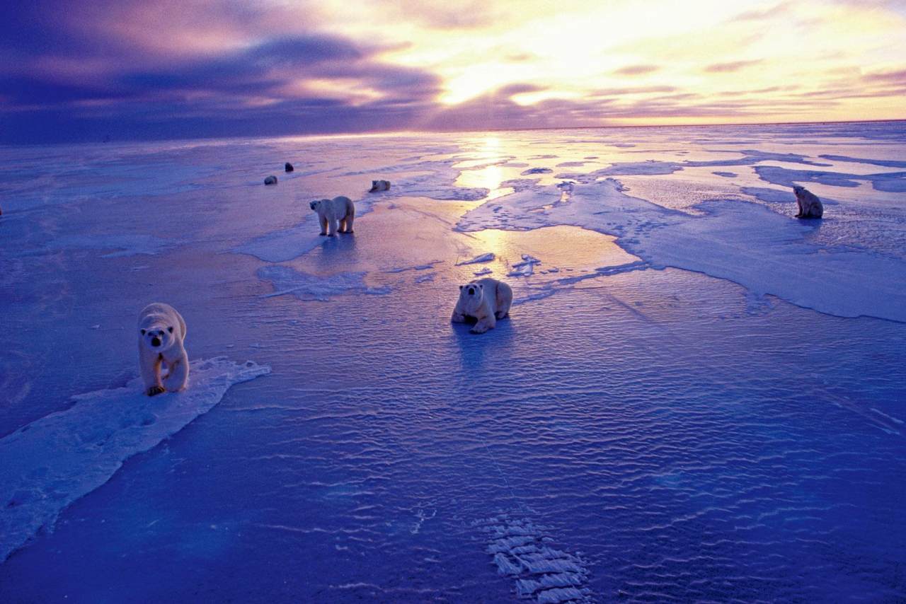 北极圈现37.8度高温：后果不仅是“北极绿了”这么简单_凤凰网