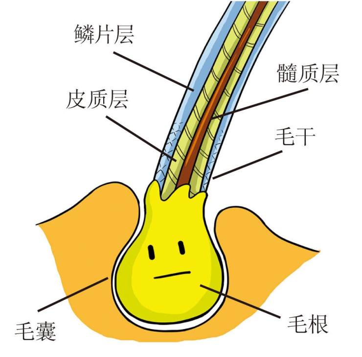 一根完整的毛发分为"毛根"和"毛干"两部分,毛根位于皮下的毛囊中,末端