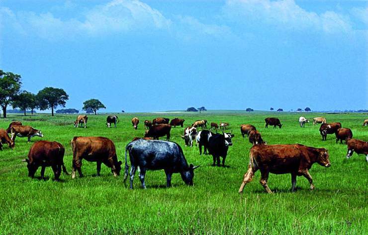 内蒙古大草原上,牛群三三两两地吃草.