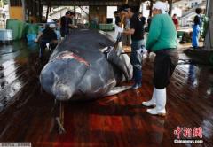 日本组织小学生观摩鲸鱼解剖称学习饮食文化