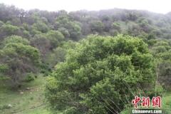 第三纪遗存中国最大野果林遭虫害：六成受灾