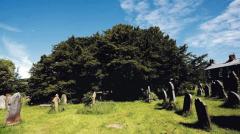 英教堂墓地发现最老紫衫：树龄超过5000岁