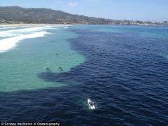 美国出现大批凤尾鱼 海洋酷似遭到石油污染