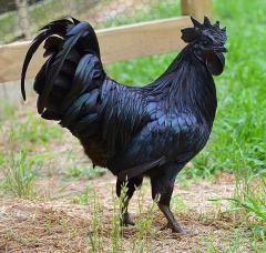 印尼“金属鸡”：舌头鸡肉内脏均呈乌黑色