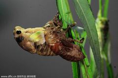 实拍金蝉脱壳全过程：生物奇妙的演变过程