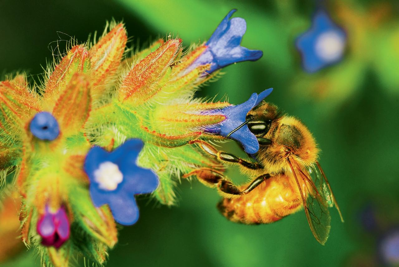 小蜜蜂也漂亮-其他花卉-兰花交易网论坛