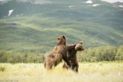 美国小棕熊打斗有趣瞬间：为领土争夺做练习