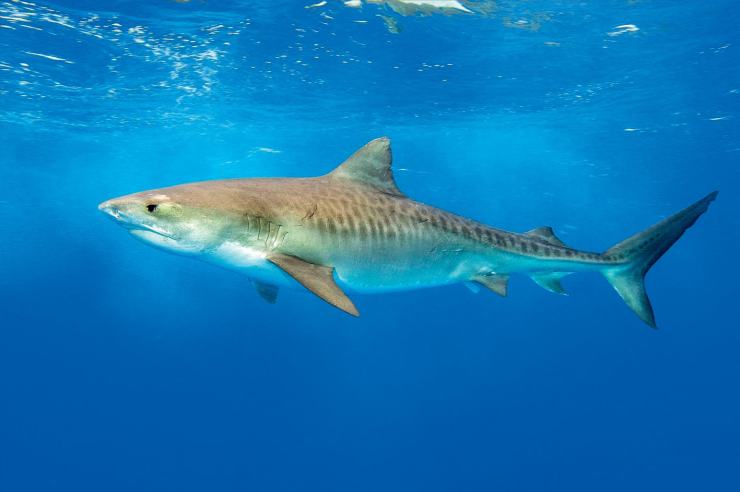 居氏鼬鲨身体上有浅浅的虎纹,因此俗称虎鲨.
