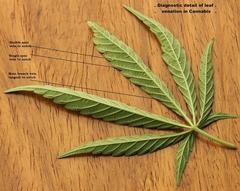 认识大麻：前世今生和有关合法化争议