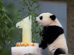 旅美大熊猫宝宝迎来一周岁生日：蛋糕庆生