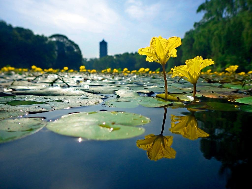 湖边的林芝桃花树图片素材_免费下载_jpg图片格式_VRF高清图片500828830_摄图网