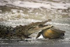 大海龟惨遭巨鳄一口咬住头颅丧命海滩