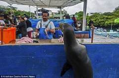 厄瓜多尔海狮成鱼摊常客：排队苦等求鲜鱼