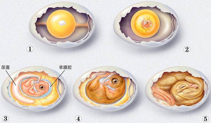 当亲鸟(或人工)进行孵化,胚胎重新开始发育,逐渐分化出各个器官,并