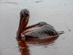 油井泄漏致上百万海鸟死亡