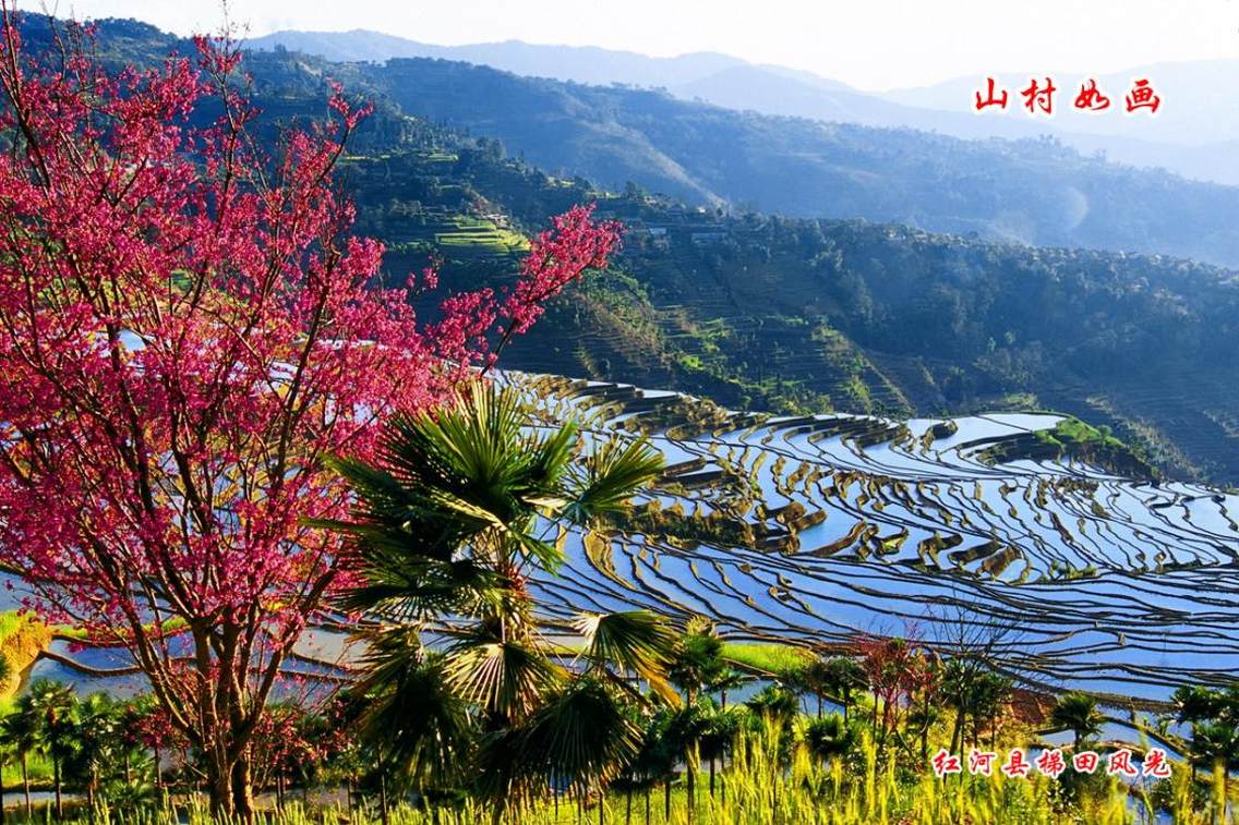 樱花棕榈秀梯田景点位于红河县甲寅乡他撒村，距甲寅乡政府驻地5公里，樱花棕榈秀梯田集中连片面积达一万亩，整个景区山花争奇斗艳，有连片的高山杜鹃——妥垤玛依林，杂树林。这里的自然风光随四季更替各显风韵特色，游人春看百花盛开，水草鲜美；夏看火树银花，各展娇媚；秋看山果累累，天高云淡；冬至落英缤纷，牧歌牛羊。构成一幅人与自然和谐相处，令人陶醉的山水画卷。站在他撒村口的山坡上遥望，只见满山遍野，逶迤连绵的层层梯田在夕阳光的照射下，泛着层层金辉；山风掠过夹带着乳白色的云雾弥漫在村寨、梯田之间，创造出一幅幅白云深处有人家的美丽画卷；这里就是令多少摄影家如痴如醉、拍摄日落最佳位置的他撒樱花棕榈秀梯田。最佳拍摄季节为冬季；最佳拍摄时段是5点半至7点半。