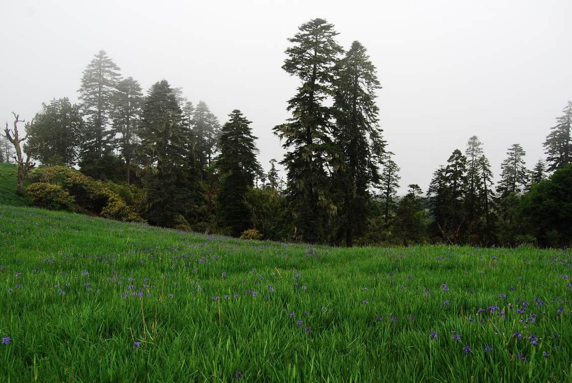 　　　在老君山景区北部黎明与石鼓交界处，有一片高山草甸------格拉丹。“格拉丹”为纳西语，意为高山放牧的地方。格拉丹海拔近4000米，从金沙江河谷地区到格拉丹有着近2000米的高差，可以说格拉丹是山顶之颠云朵之上的草原，高远的格拉丹是一个天然的观景画廊，可看云，观雪山，眺长江，望群山。格拉丹拍摄高山草地和矮丛杜鹃可选择任何方向;拍摄人：老君山景区