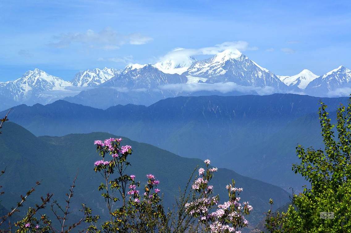 5月下旬野花烂漫，在上牛背山的半山腰拍贡嘎山，有野生杜鹃花做前景，拍出的贡嘎山非常漂亮。与牛背山顶相比，山顶看贡嘎山是平视，山的高大显现不出来，此时看贡嘎山略微仰视，更显贡嘎雄伟。