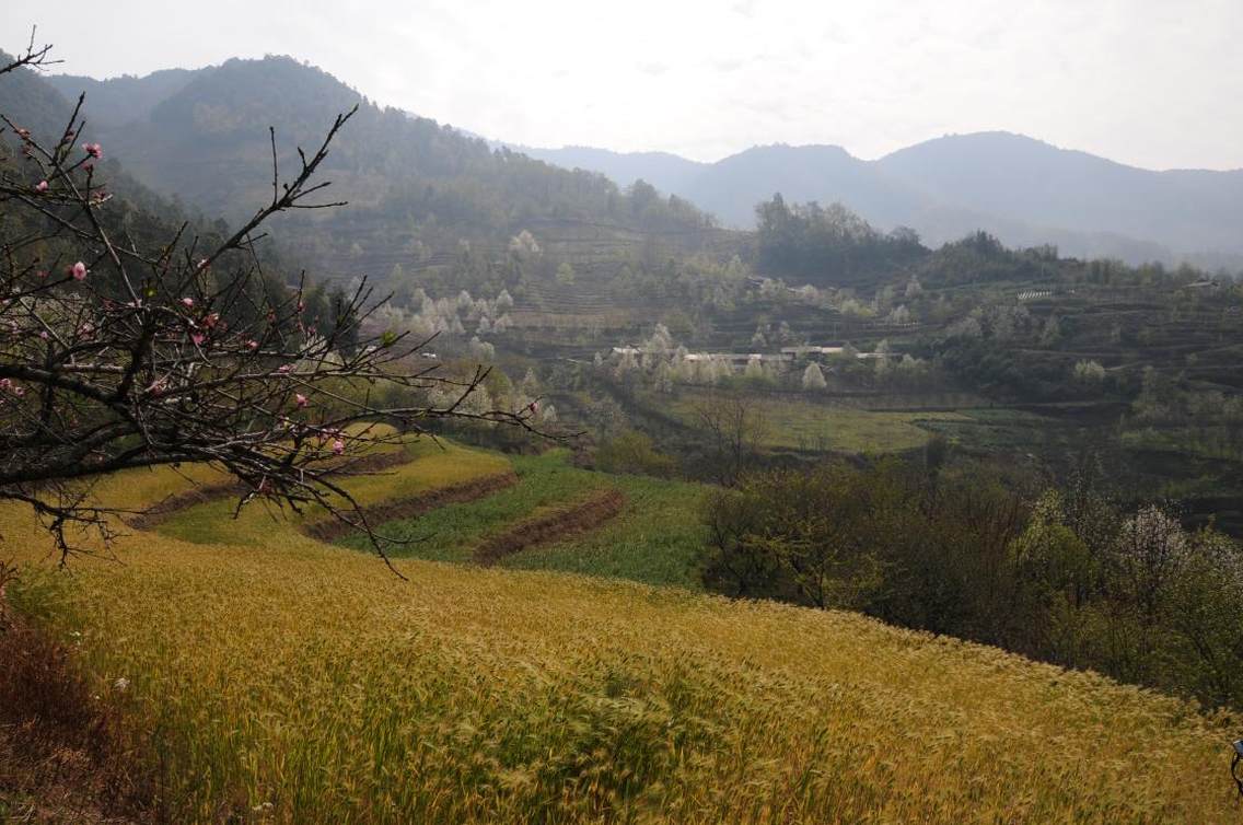 云南省普洱黄草岭特色旅游村