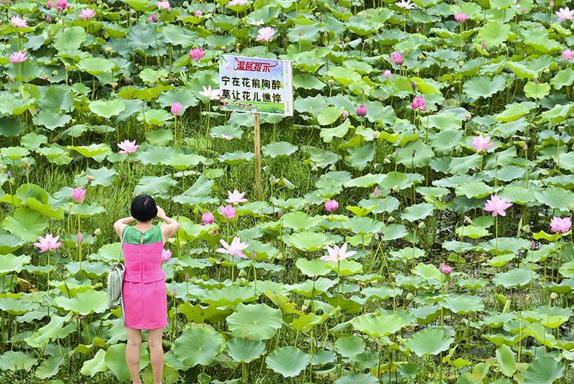 “接天莲叶无穷碧，映日荷花别样红”，连日来，四川省南充市南部县万亩荷塘荷花盛开争奇斗妍，吸引着众多游客徜徉在荷塘间，欣赏着美丽的荷花。