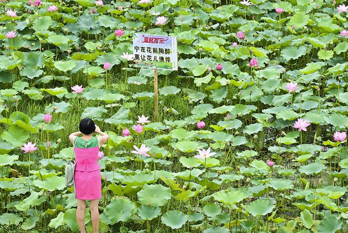 “接天莲叶无穷碧，映日荷花别样红”，连日来，四川省南充市南部县万亩荷塘荷花盛开争奇斗妍，吸引着众多游客徜徉在荷塘间，欣赏着美丽的荷花。