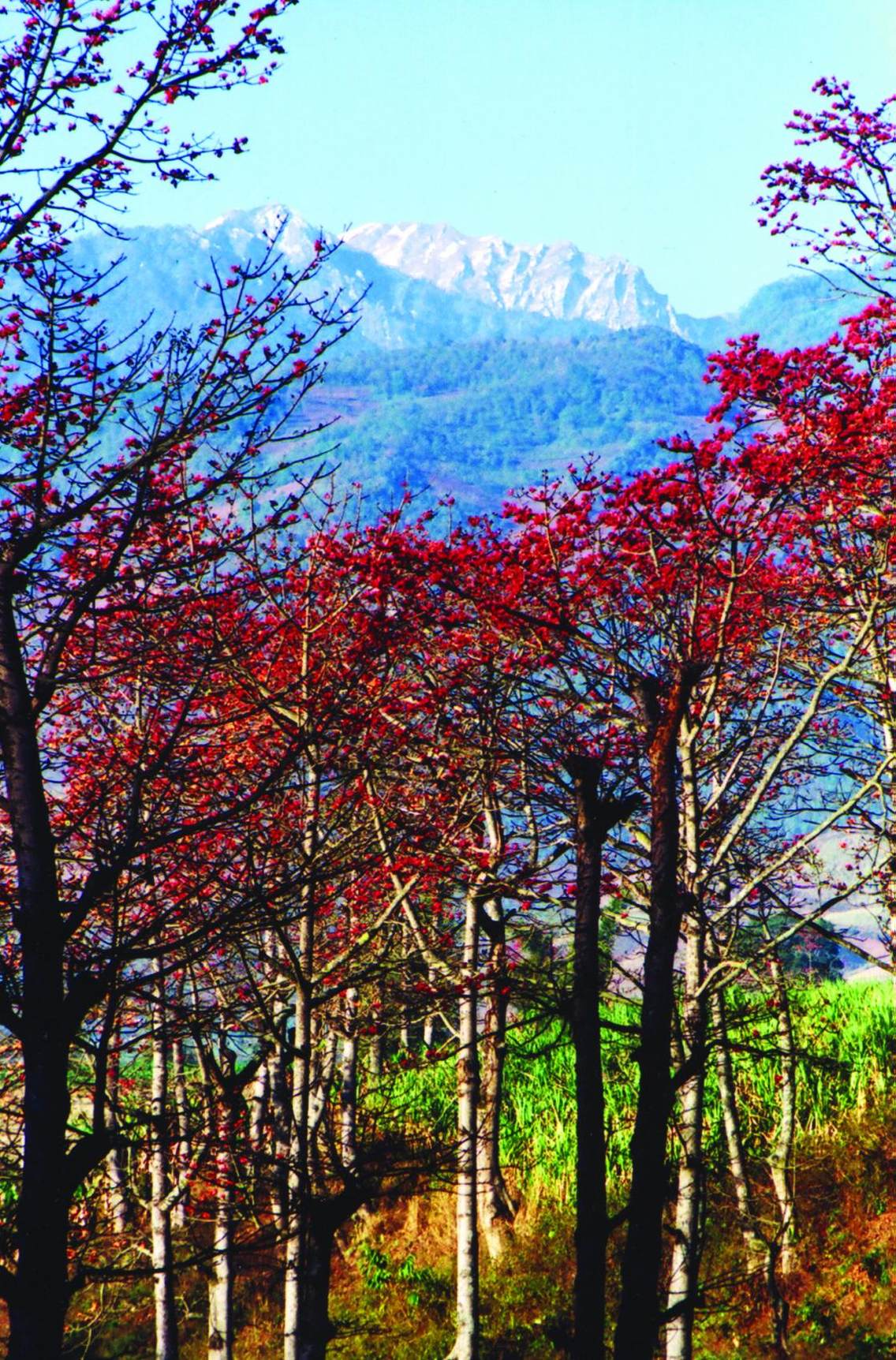 云南省潞江坝高山木棉