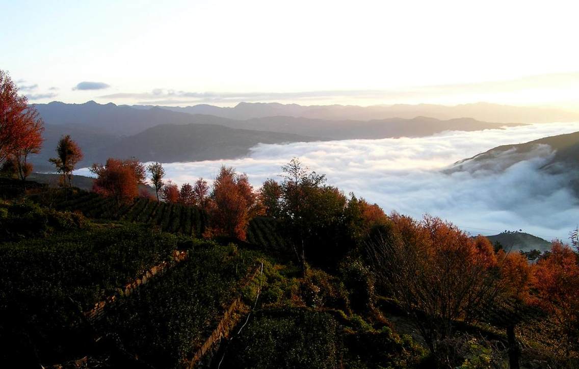 南涧无量山樱花谷位于金庸先生笔下山清水秀、风光旖旎、物产丰富的无量山中，每年11月至12月，当全国大部分地区陷入冰天雪地的季节，美丽的云南南涧却春意盎然，超过了一万棵的樱花树如约绚丽绽放。漫步云雾缭绕的千亩茶园，碧波荡漾的翠绿映衬着如霞似火的粉色樱花，仿佛置身于油画中，成为当地一道亮丽的风景线，摄影爱好者和游客纷至沓来，一时间，樱花谷成了热闹的山谷。你无需远赴他国，就近也能体验震撼眼球的感觉。此观景点位于：东经：100°31´13.73´´北纬：24°46´04.48´´海拔高度：2161米观景方向：正东方向最佳拍摄季节：冬季（11月中旬—12月中旬）最佳拍摄时段：早晨6:00—11:00，下午17:00—19:00。