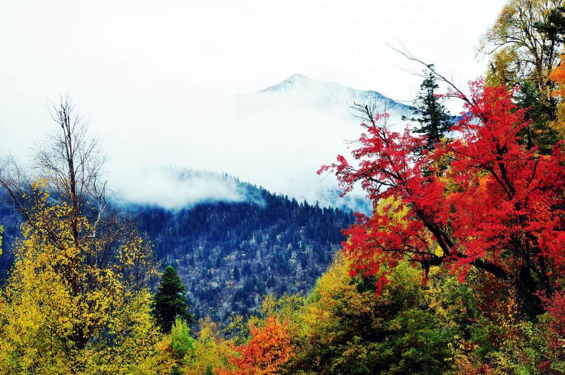 黑水彩林：金秋时节，黑水大地，万山红遍，层林尽染，是观雪山，赏彩林，摄影、登山、探险的绝佳去处。