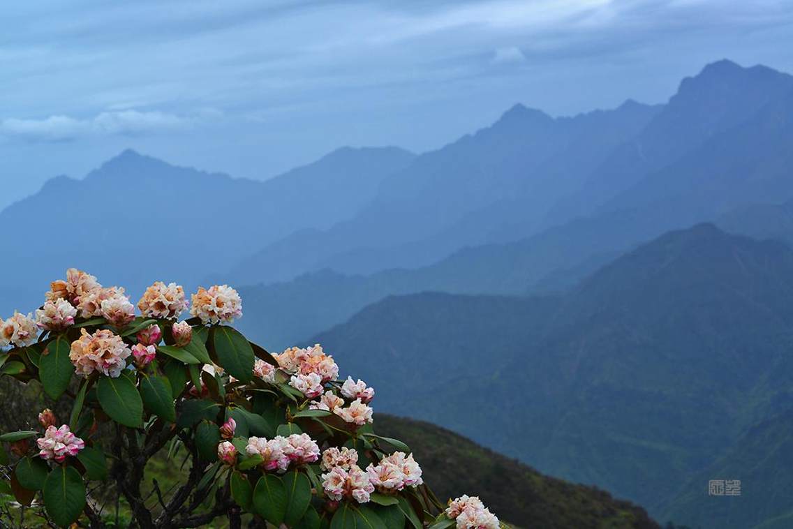牛背山高山杜鹃