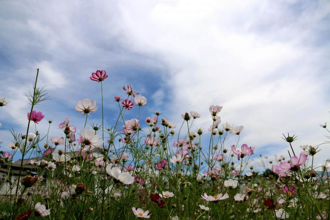 蝴蝶泉，格桑花海