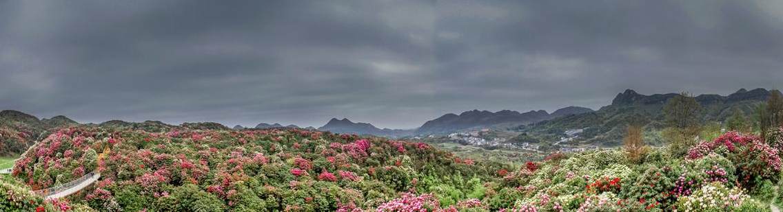 百里杜鹃风景名胜区，国家5A级旅游景区、国家生态旅游示范区，位于贵州省毕节市大方、黔西县交界处，因整个天然杜鹃林带宽1～3千米，绵延50余千米（100里），总面积125.8平方公里而得名。百里杜鹃是“世界上最大的天然花园”，有“地球彩带、杜鹃王国、养身福地、清凉世界”的美称。百里杜鹃风景区是国家著名5A级旅游景区之一。