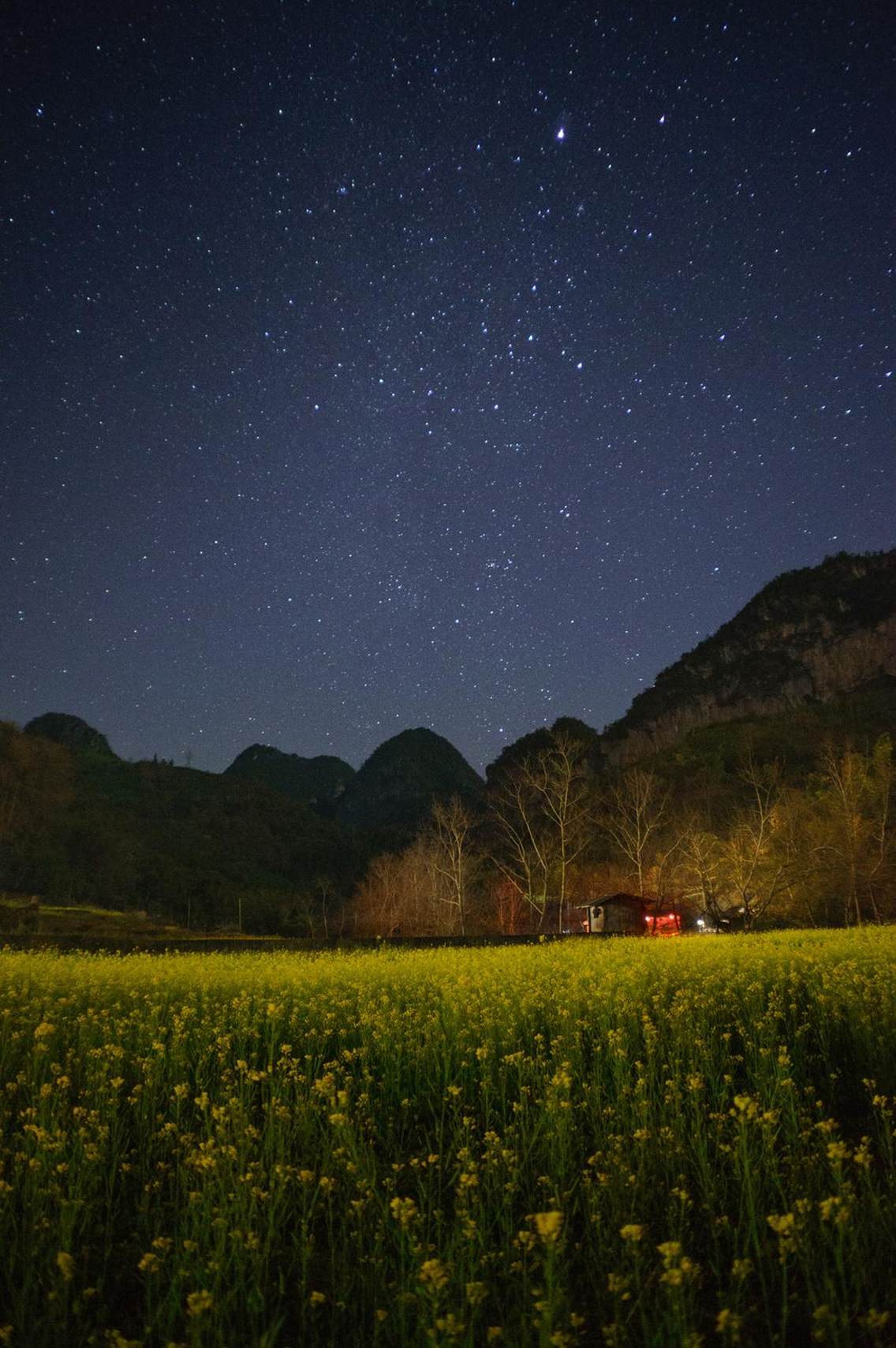 星光下的油菜花田