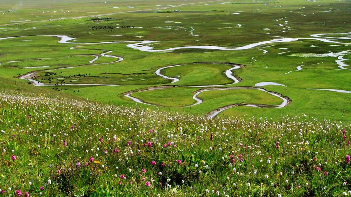 点位说明：夏日的阿万仓湿地 摄于阿万仓湿地观景台旁山坡拍摄人：甘南龙江客位置：甘肃甘南玛曲县