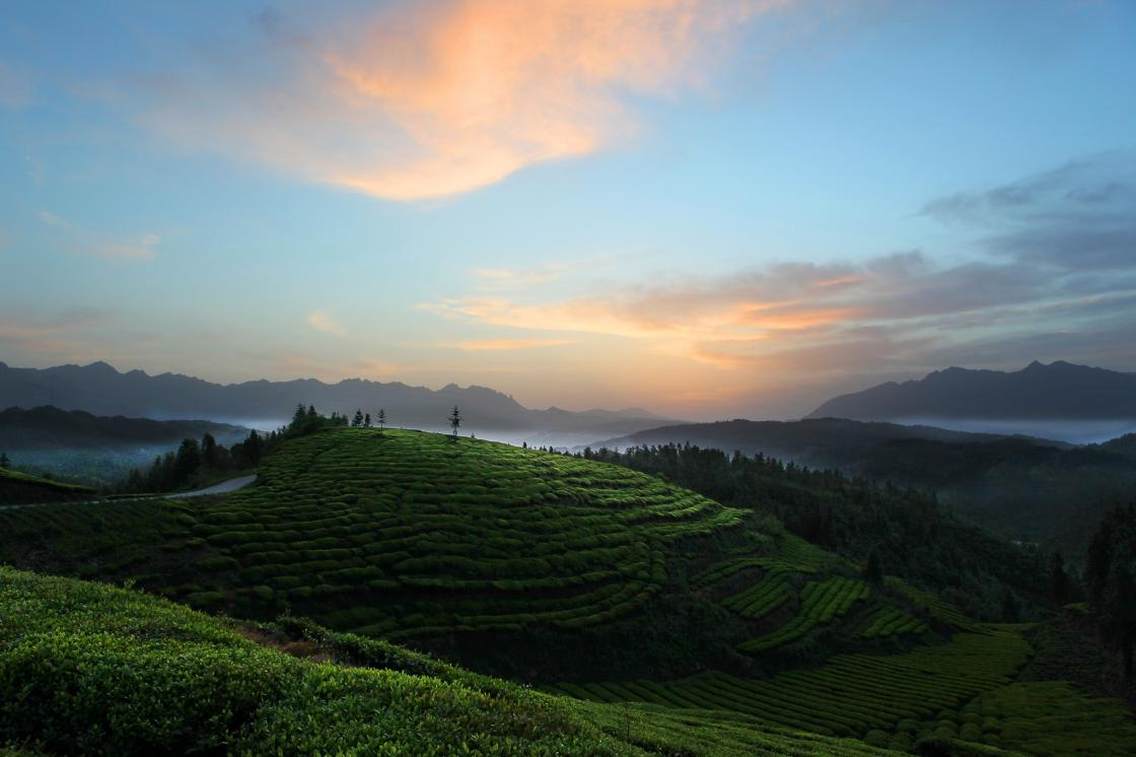 茶山的早晨 王开学 摄于湖北恩施鹤峰升子村