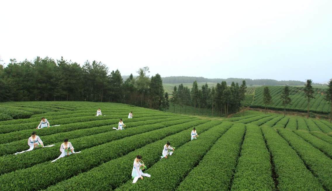 茶海之心景区