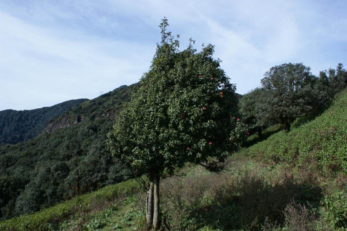 在云南省普洱市镇沅县境内的哀牢山区原始森林中，每年11月至次年1月是野生茶花开放的季节，有红花、白花。图为路边一棵红茶花树。