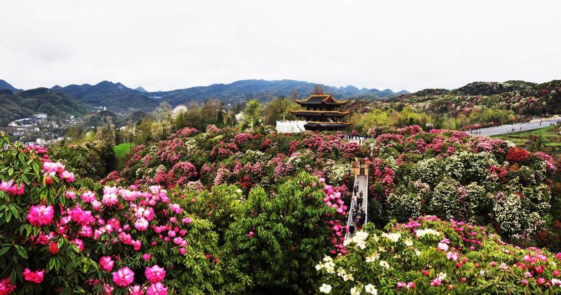 贵州百里杜鹃国家5A级景区金坡景区百花坪索玛栈道