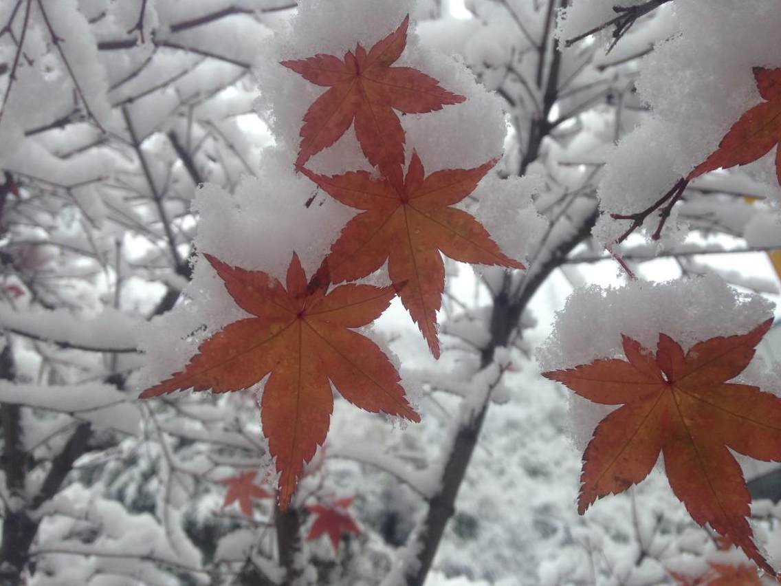 白雪和红枫