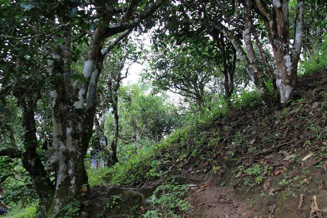 贺开古茶山拉祜文化旅游区位于西双版纳州勐海县勐混镇贺开村，西邻勐混曼蚌村委会、北接勐混坝子、南接老班章、东临格朗和乡，距勐海县城20公里，距景洪嘎洒机场约50公里，距昆曼大通道70公里左右，距湄公河国际航道50公里左右。贺开古茶山海拔1400—1750米之间，茶山区域植被较丰富，自然生态环境良好。古茶园集中连片，树龄达200—1400多年的栽培型古茶树有16200多亩，数量达200多万株，是目前世界上已发现的连片面积最大、密度最高、保护得最好的古茶园，形成一幅“万亩古茶园、千年古茶树、百岁采茶人”的美丽画卷。贺开古茶山被国家农业部评为2014年中国美丽田园。