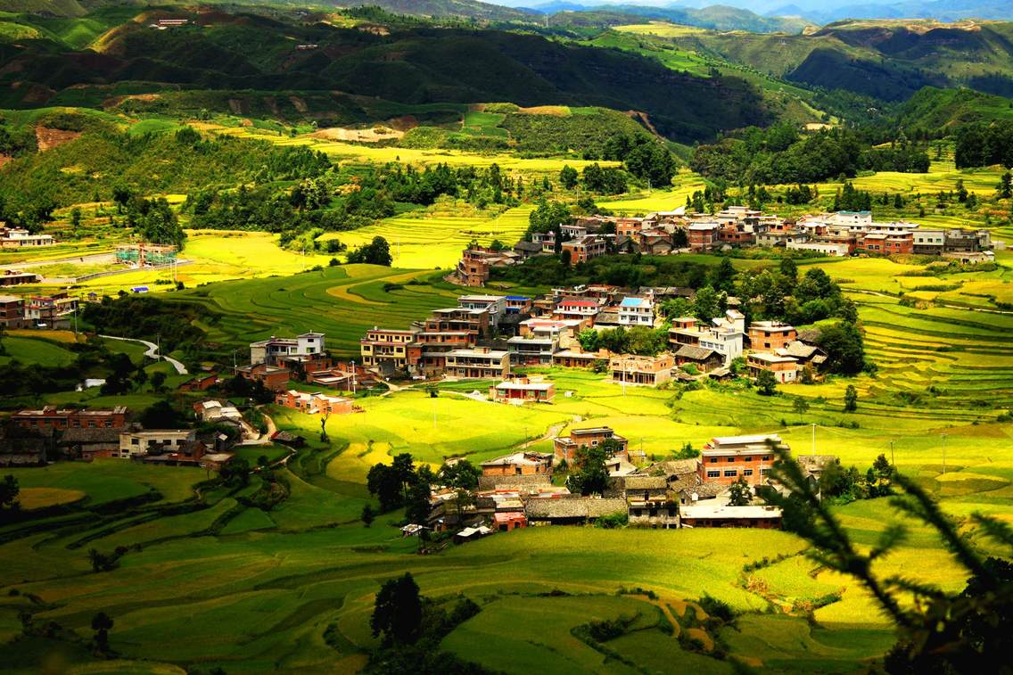 鸟王村处于贵定县南面的云雾山麓，是一个高山平坝，层层梯田优美如画。图上原来都是茅草房，现在基本上是混砖结构。贵州贵定县委离退休干部工作局雷作胜2014年8月30日摄于贵定县云雾镇鸟王村。