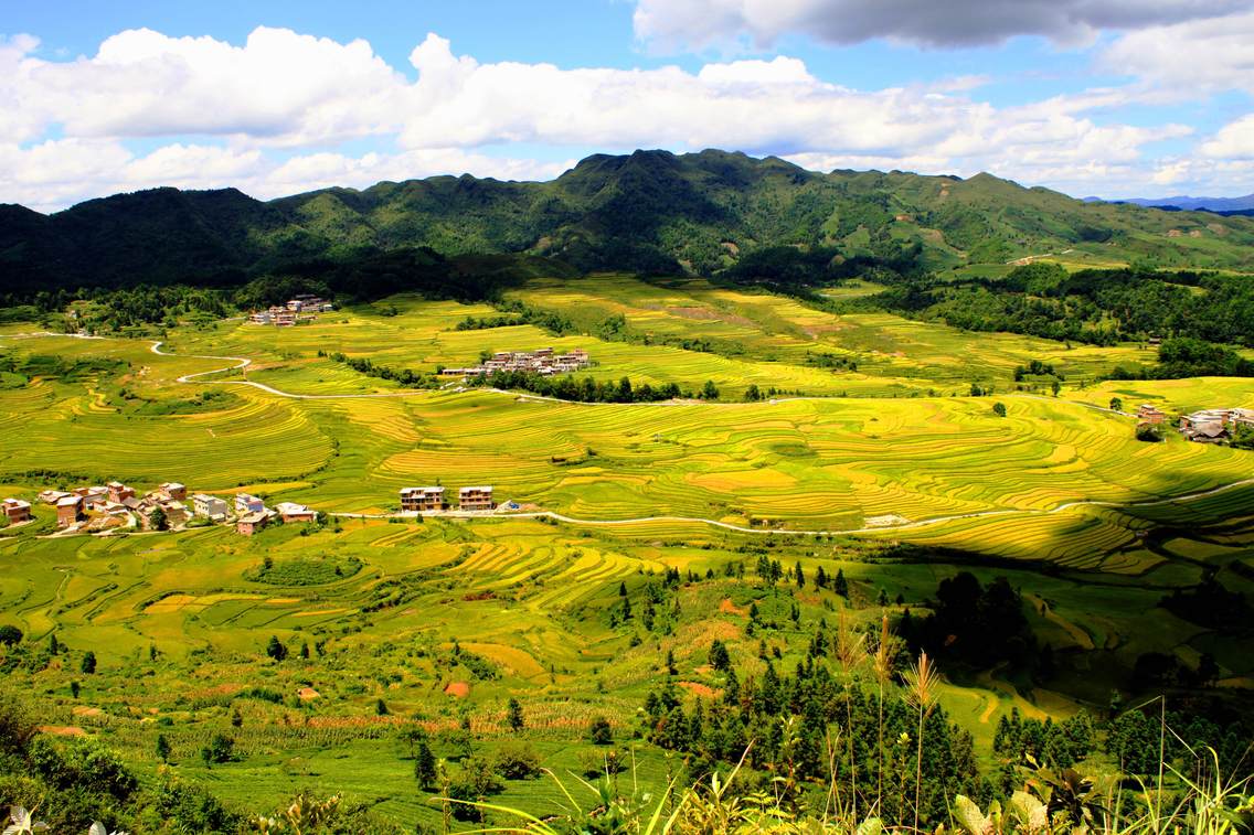 鸟王村处于贵定县南面的云雾山麓，是一个高山平坝苗族，层层梯田优美如画，这是初秋的景色。贵州贵定县委离退休干部工作局雷作胜2014年8月30日摄于贵定县云雾镇鸟王村