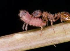 蝴蝶幼虫模拟蚂蚁声音：潜入蚁巢蹭饭长大