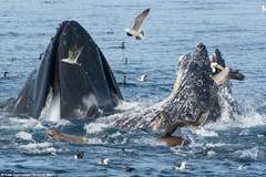 鵜鶘海面捕魚險遭鯨魚活吞死里逃生