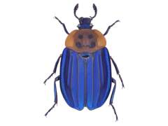 走进奇妙的甲虫世界：占地球四分之一动物物种