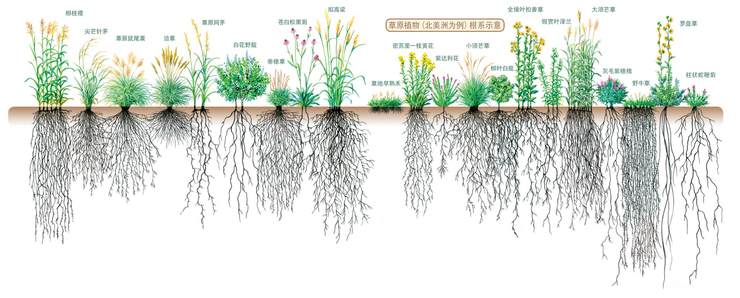 根植物的挖掘利器 中国国家地理网