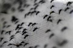 科学家称隐私已死：未来或出现机器蚊窃取DNA