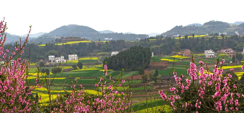 作品名称:春暖花开           拍摄地点:四川-- 四川中江县广福镇