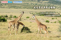 【大讲堂加场！】【4月29日周三】走近肯尼亚野生动物