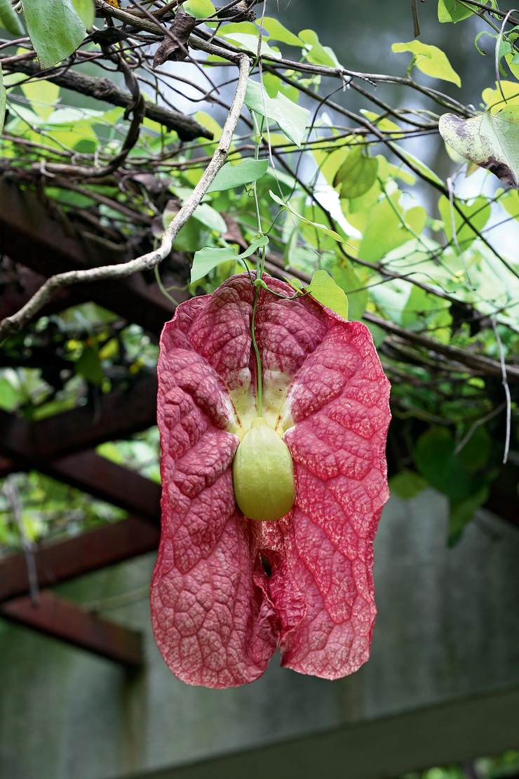 图3.藤本植物区的明星:大花马兜铃,形似巨大的耳朵.