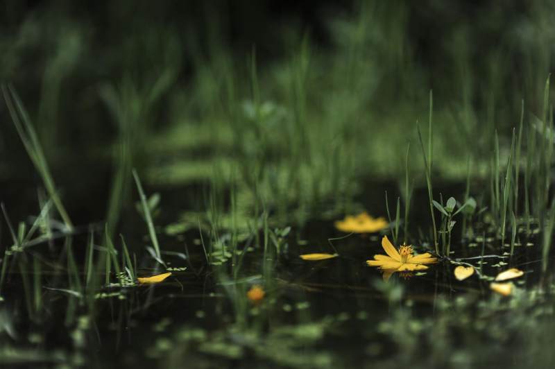 作        者:李斌          图片描述: 夏日的暴雨淅沥沥的打在花朵